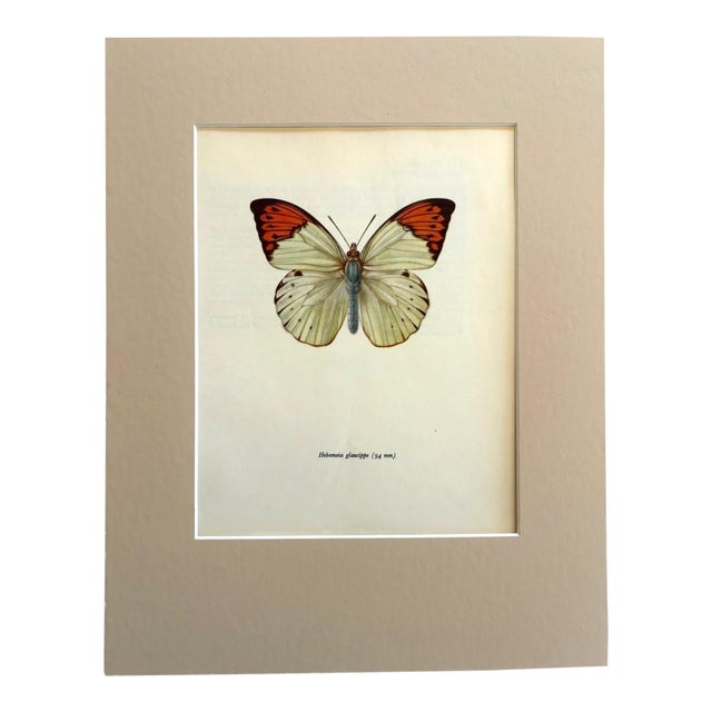 Vintage 1965 Butterfly Print in 11x14 Mat: Hebomia Glaucippe/Great Orange Tip For Sale