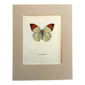 Vintage 1965 Butterfly Print in 11x14 Mat: Hebomia Glaucippe/Great Orange Tip