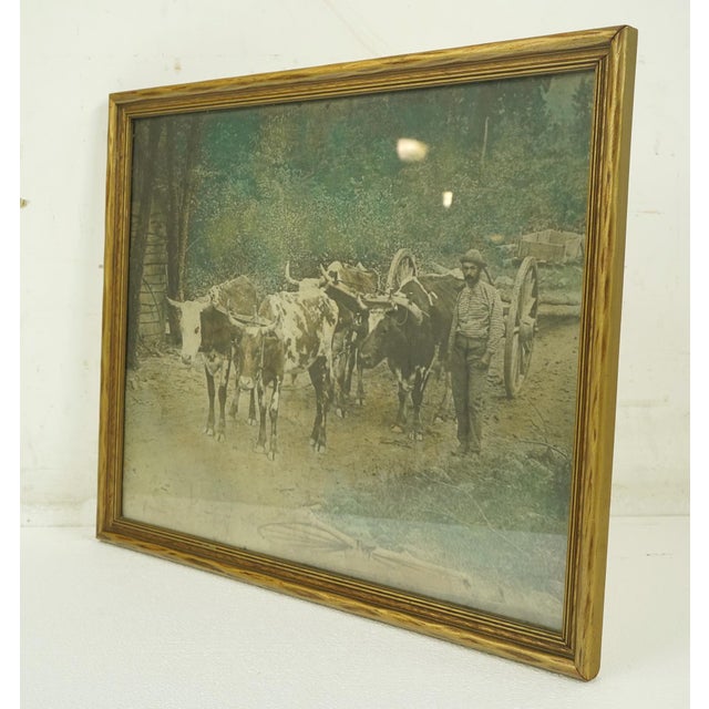 Vintage faded color photograph of a farmer tending to his oxen pulling a wagon in a rural setting. The wood frame has...