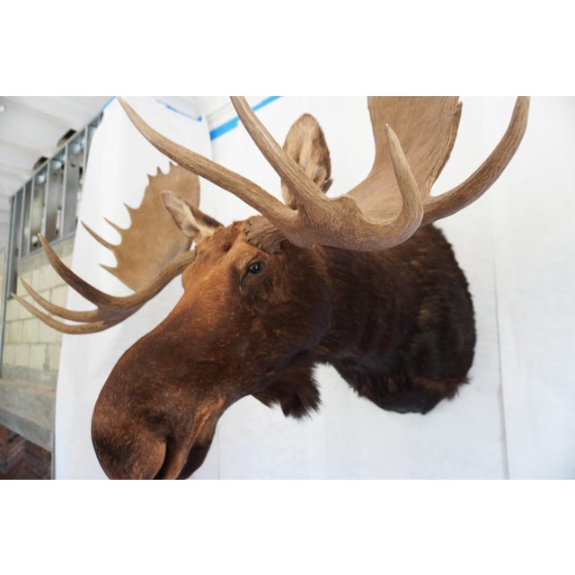 American Moose Head Bust Mount For Sale - Image 3 of 18