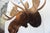 American Moose Head Bust Mount For Sale - Image 3 of 18