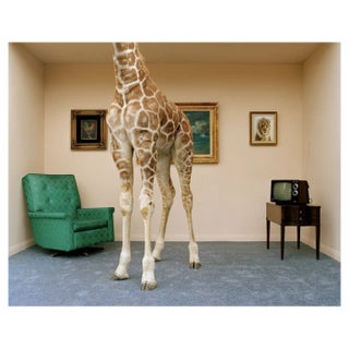 Matthias Clamer, Giraffe in Living Room, Low Section, Photographic Print, 2022 For Sale