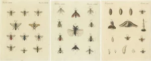 Bertuch, Illustrations of Various Insects Including Wasps and Flies, Prints, Set of 3