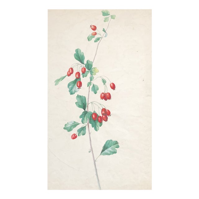 Juliette Calame, Bourgeons, Watercolor & Crayon on Paper For Sale