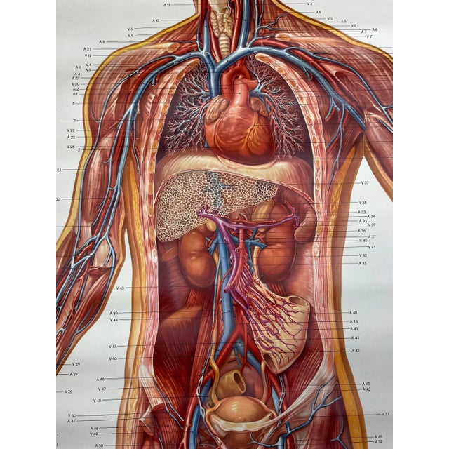 Vintage Anatomic School Poster the Blood System from Deutsches Hygiene Museum Dresden GDR (East Germany), 1976 For Sale - Image 6 of 11