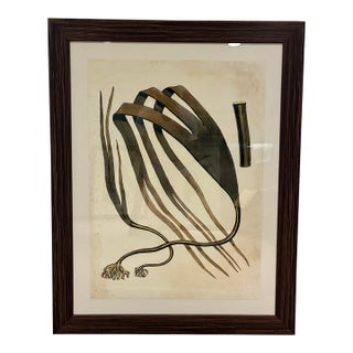 Late 20th Century Oversized Natural Curiosities Harvey Seaweeds Botanical Print – Framed For Sale