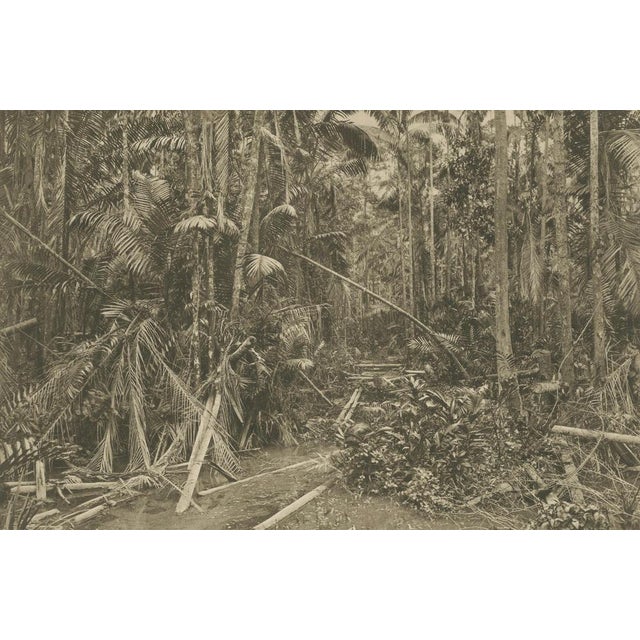 C.J. Kleingrothe, Aboeng Jungle, Sumatra, 1900, Photogravure For Sale - Image 3 of 10