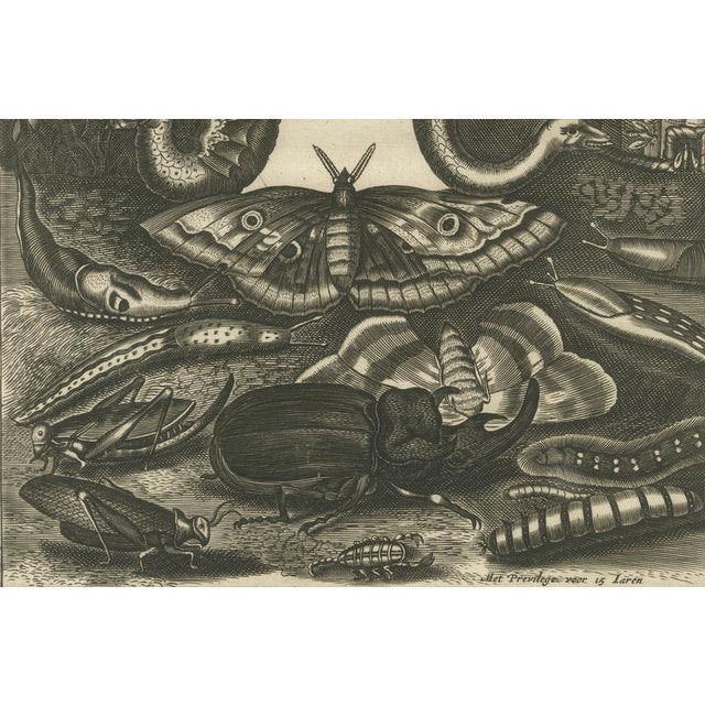 17th Century Jan Jonston, Natural History Title Page, Insects & Serpents, Amsterdam. 1660, Paper For Sale - Image 5 of 10