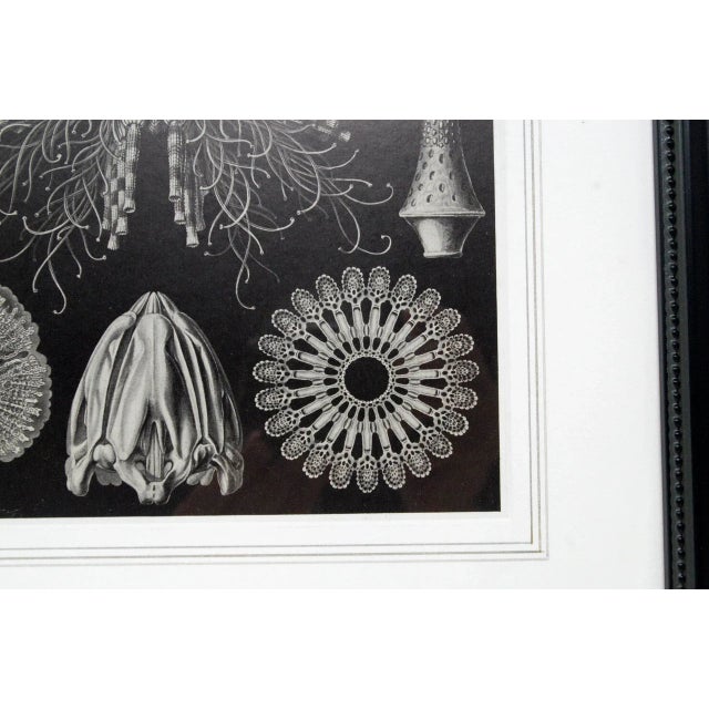 Shells - Mid Century Modern Contemporary Black and White Lithograph, Framed For Sale - Image 4 of 6