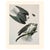 Paper 1966 Vintage Cottage Print "Black-Winged Hawk" After John James Audubon For Sale - Image 7 of 7