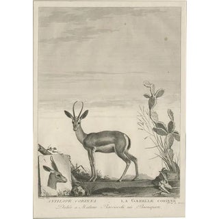 Miger, Gazelle, 1805, Print For Sale