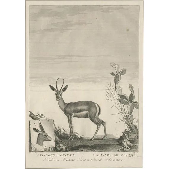 Miger, Gazelle, 1805, Print For Sale
