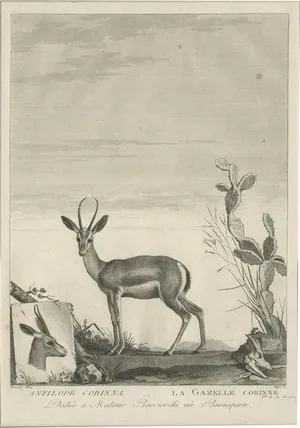 Miger, Gazelle, 1805, Print