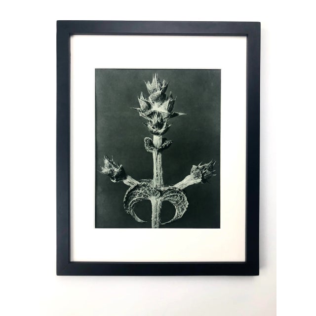 1920s Framed Antique Botanical Blossfeldt Print - No. 65 For Sale - Image 5 of 6