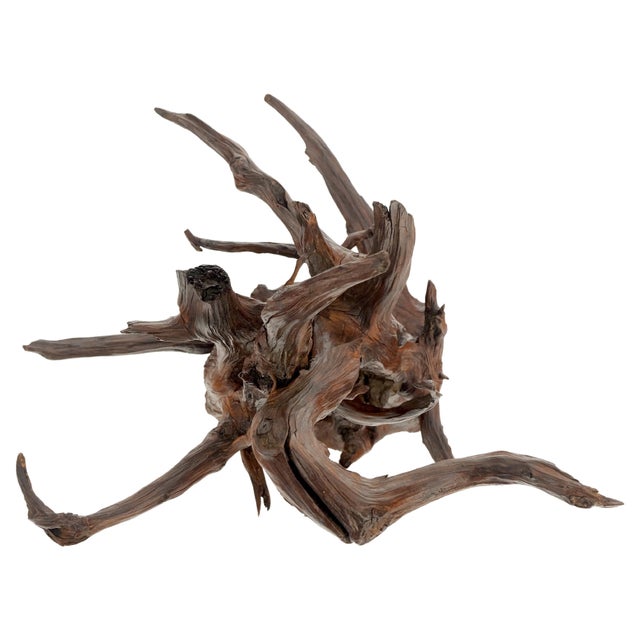 Brown Solid Driftwood Root Sculpture Organic Jewerly Display Nice Patina & Shape For Sale - Image 8 of 12