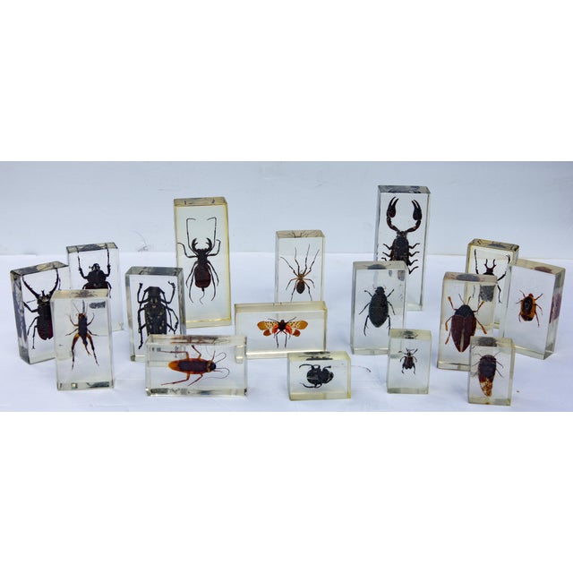 Large vintage collection of 39 lucite encased insect specimens. Range in size 4.25" x 1.75" x 1" to 1.75" x 1.25 x .75".