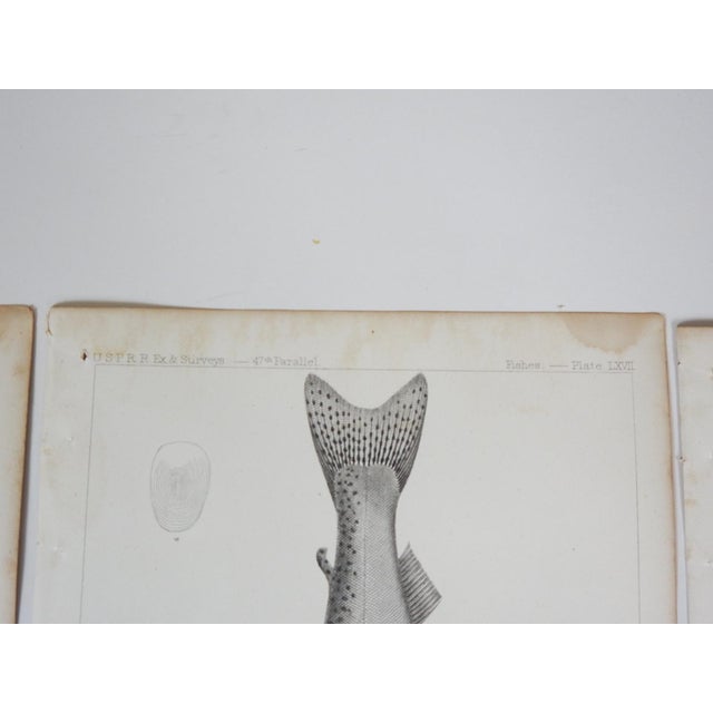 Mid 19th Century Us Pacifc Railroad Fish Lithograph Book Plates - Set of 3 For Sale In Seattle - Image 6 of 9