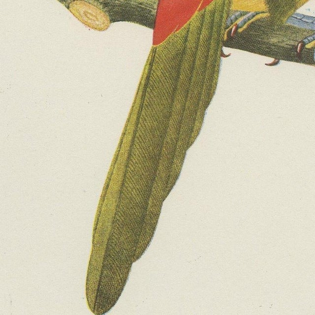 1940s After Descourtilz, Curl-Crested, Chestnut-Eared Aracaris, 1944, Paper For Sale - Image 5 of 12