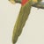 1940s After Descourtilz, Curl-Crested, Chestnut-Eared Aracaris, 1944, Paper For Sale - Image 5 of 12