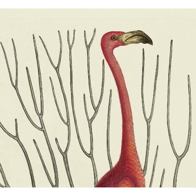This is a special-edition print of the Red Curlew (Plate 73) from Volume I of The Natural History of Carolina, Florida,...