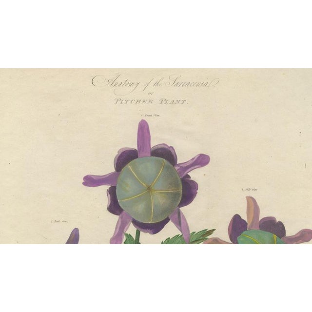 After Peter Henderson, Anatomy of the Sarracenia or Pitcher Plant, 1802, Engraving For Sale - Image 3 of 9