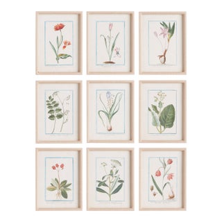 Dainty Flora & Fauna Study, Set Of 9 For Sale