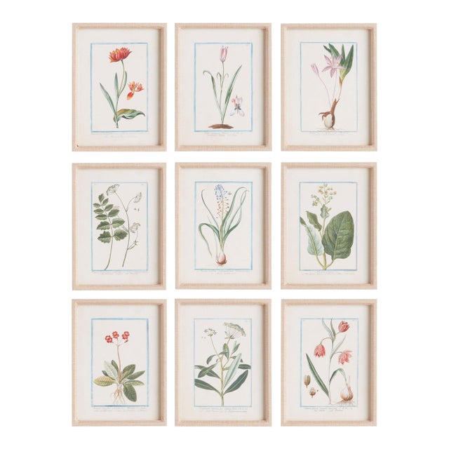 Dainty Flora & Fauna Study, Set Of 9 For Sale