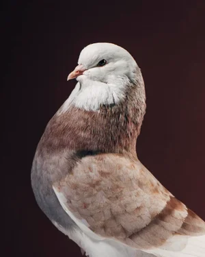 Contemporary Limited Edition Baldhead Roller Pigeon Print (32x40") by Brendan Burden