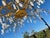 Rock Crystal Organic Branch Style Chandelier With Gold Finish and Adjustable Height For Sale - Image 4 of 14