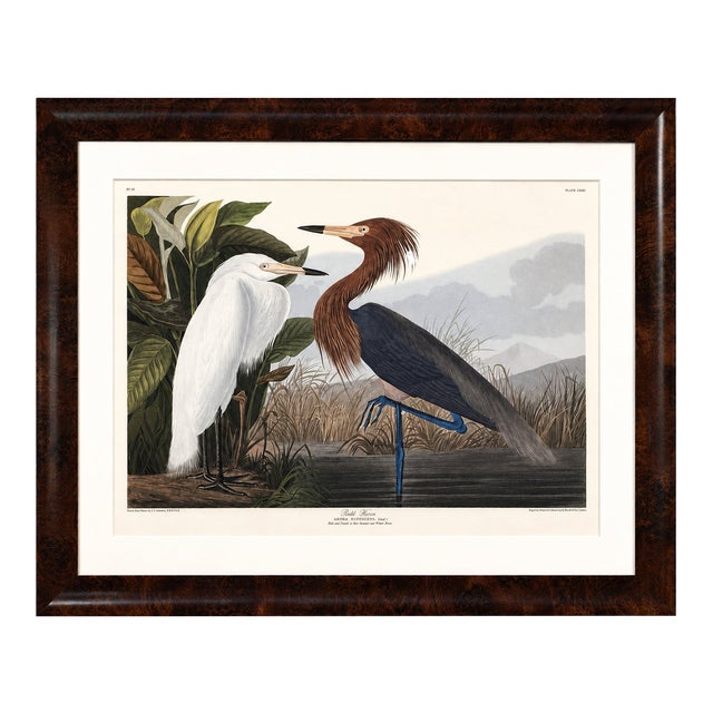Purple Heron Adult & Young – Princeton Audubon Limited Edition – Framed 37 X 47" – After John James Audubon For Sale