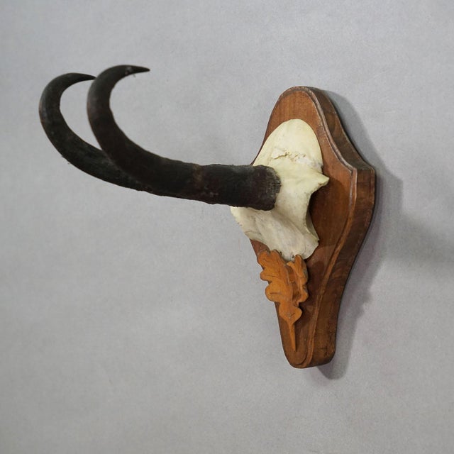 Rustic European Large Chamois Trophy on Turned Plaque, Austria 1950s For Sale - Image 3 of 6