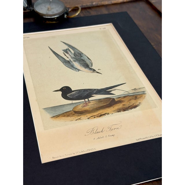 Mid 18th Century 19th Century Audubon Black Tern Royal Octavo Hand-Colored Lithograph, Framed For Sale - Image 5 of 7