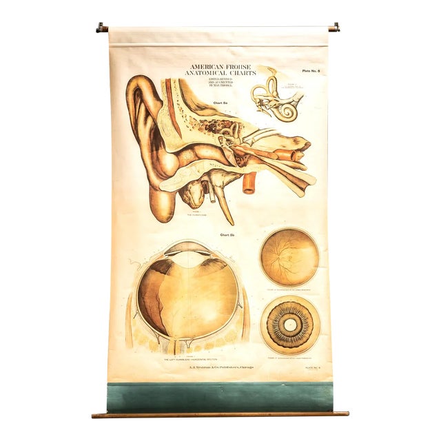 Circa 1918 American Frohse Anatomical Chart For Sale