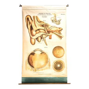 Circa 1918 American Frohse Anatomical Chart