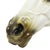 Large Classical Greek Style Parthenon Horse Bust in Plaster For Sale - Image 10 of 17