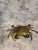 Early 20th Century Articulate Brass Crab Catchall For Sale - Image 5 of 13