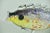 Murano Glass Fish Sculpture, 1960s For Sale - Image 6 of 8