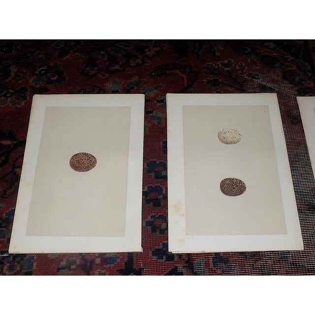 Antique 19th Century Hand Colored Birds of Prey Egg Lithographs - Set of 9 For Sale - Image 4 of 11