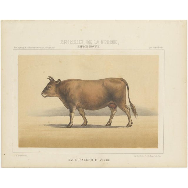 Olivier De Penne, Algerian Cow, North African Cattle, 1863, Chromolithograph For Sale - Image 3 of 9