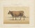 Olivier De Penne, Algerian Cow, North African Cattle, 1863, Chromolithograph For Sale - Image 3 of 9