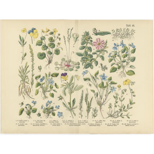 M. Fünfstück, German Wildflower Botanical Plates, 1890s, Chromolithographs, Set of 4 For Sale - Image 4 of 9