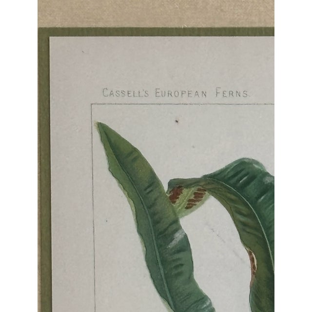 Antique Botanical Print Tropical Ferns by James Britten 1880 in Burlwood Frame For Sale - Image 4 of 8