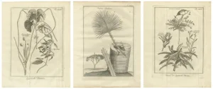Egyptian Plants Botanical Studies of Flora, Egypt, 1776