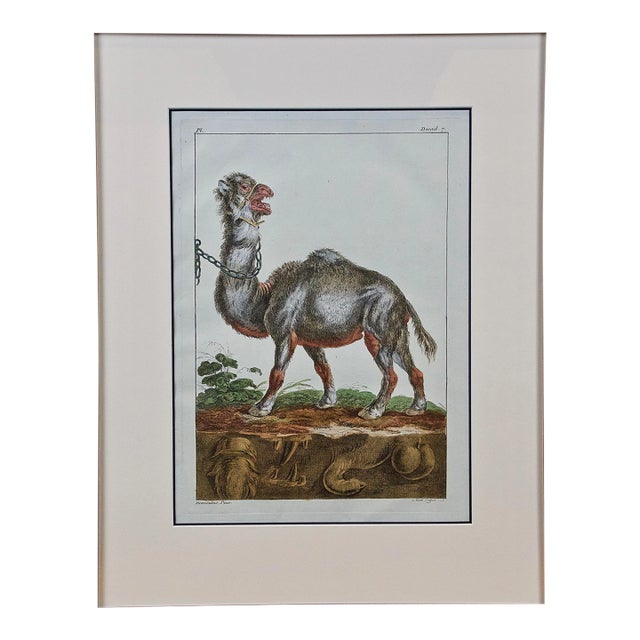 18th Century Hand Colored Engraving of a Camel From Pennant's " British Zoology", 1766 For Sale