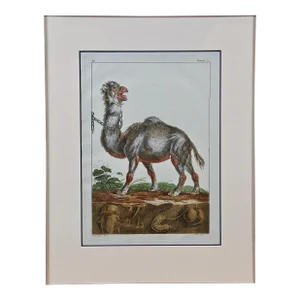 18th Century Hand Colored Engraving of a Camel From Pennant's " British Zoology", 1766