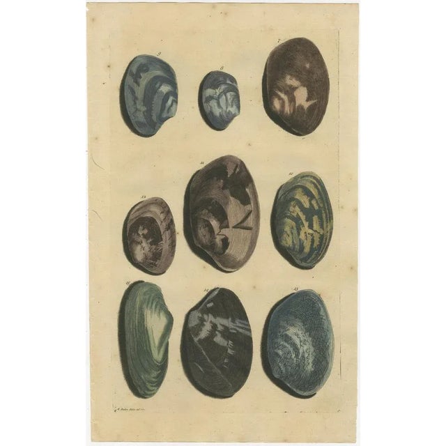 Set of two antique prints of various sea shells and molluscs. These print originate from 'Oud en Nieuw Oost-Indiën' by F....