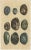 Set of two antique prints of various sea shells and molluscs. These print originate from 'Oud en Nieuw Oost-Indiën' by F....