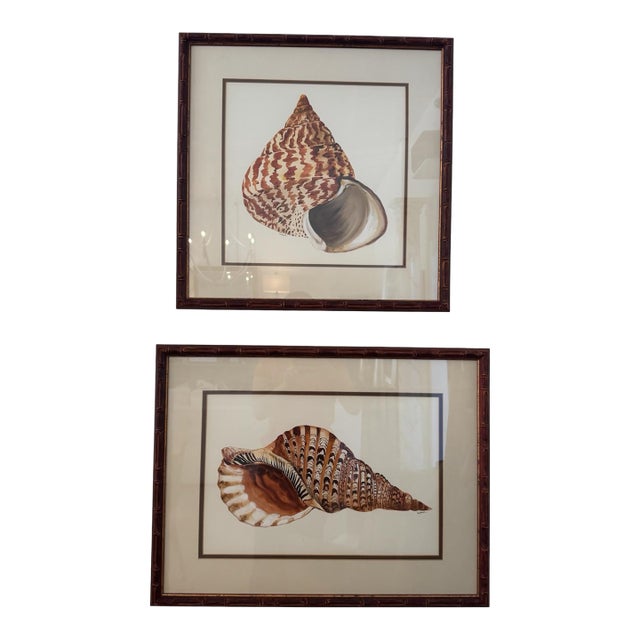 Pair of Framed Sea Shell Prints For Sale