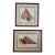 Pair of Framed Sea Shell Prints For Sale