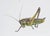 Juris Utans, Grasshopper at Rest VI 2021, Mixed Media and Paper For Sale